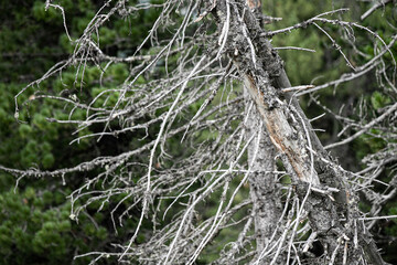 A sickly and dead fir tree in the forest