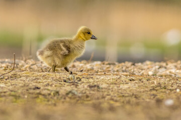 Greylag goose Chick