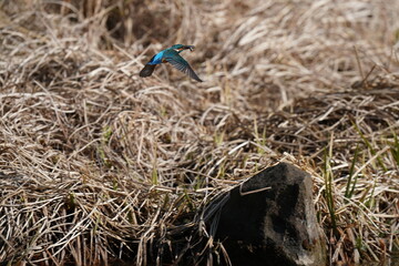 kingfisher in the forest