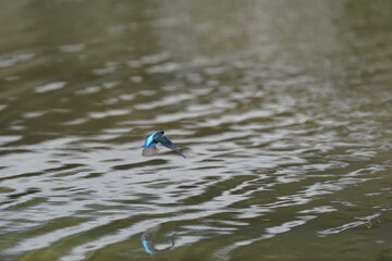 kingfisher in the forest