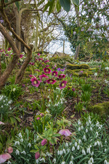 Fototapeta na wymiar Hellebores blooming in a winter garden