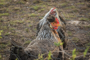 Close up of two chickens