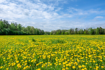 Field of yellow dandelion flowers. Spring natural landscape.