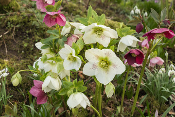 Hellebores blooming in a winter garden