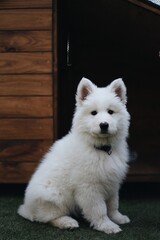 white pomeranian dog
