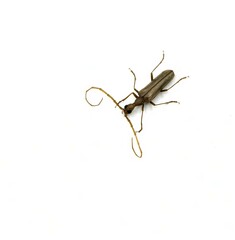 Aegosoma scabricorne, longhorn beetle on white background