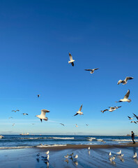 Fototapeta na wymiar Little boy on the seashore and seagulls in the sky