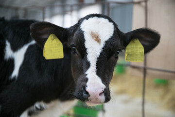 Juveniles are species of artiodactyls. Calves, young cattle of both sexes under the age of one year. Young animals of some wild species are also sometimes referred to as calves.