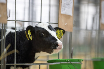 Juveniles are species of artiodactyls. Calves, young cattle of both sexes under the age of one...