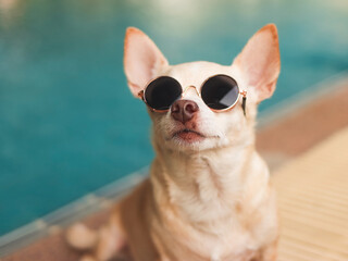 brown chihuahua dog wearing sunglasses sitting by swimming pool.