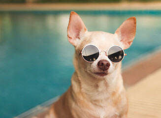 brown chihuahua dog wearing sunglasses sitting by swimming pool.