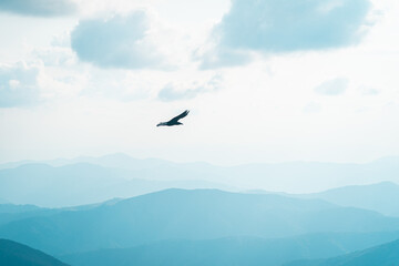 Bird eagle in the sky in mountains