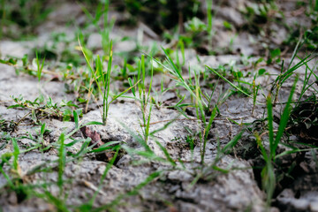Saplings of rice plants that have emerged after harvest are growing on barren ground after harvest season.