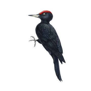 Black woodpecker bird. Watercolor illustration. Realistic hand drawn Dryocopus Martin. Forest wildlife bird on tree trunk. Single black woodpecker on white background