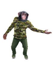 chimpanzé, habillé, militaire, camouflage, force, soldat, attitude, model, mouvement, drôle, armé, salut, sympa, guère, sport
