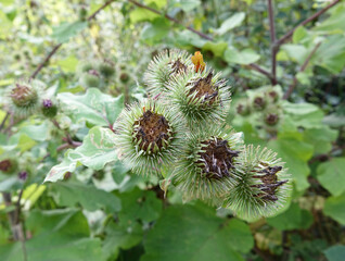 Netherlands. Autumn in woodland Solleveld of Zuid-Holland