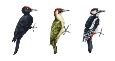 Woodpecker bird watercolor illustration set. Hand drawn realistic forest green and black woodpecker collection. Wildlife forest birds. Wood peckers on white background set - obrazy, fototapety, plakaty