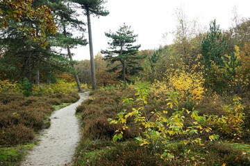 Fototapeta na wymiar Netherlands. Autumn in woodland Solleveld in Zuid-Holland