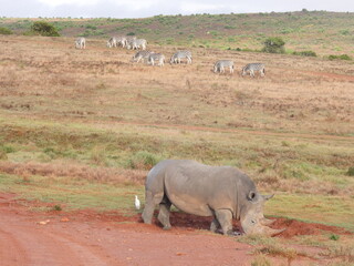 Obraz premium garden route game lodge 