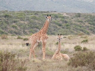 garden route game lodge 