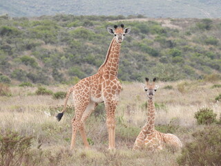 garden route game lodge 