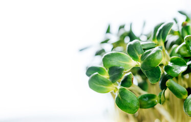 Sunflower microgreen sprouts close-up on white background, web banner size