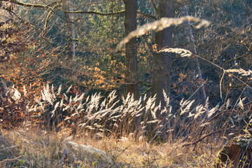 Wald, Lichtung, Sonne, Frühling, Waldszene
