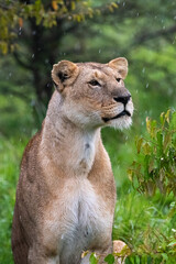 Lioness sitting in the rain