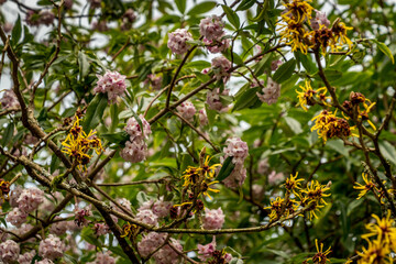 Pink and yellow blossoms in a winter garden