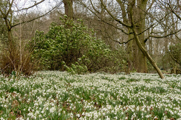 Clumps of snowdrops flowering in woodland