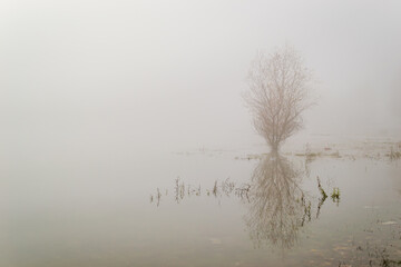 Fototapeta na wymiar Novi Sad, Serbia-January 12. 2013: Panorama of the pond covered with thick fog near the city of Novi Sad, Serbia.