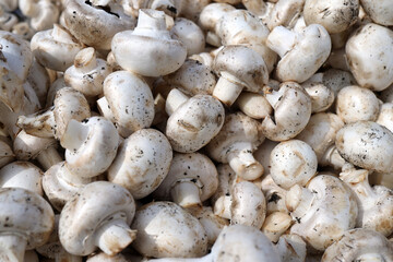 Fototapeta premium There are a lot of cultivated mushrooms. close-up look at these white mushrooms.