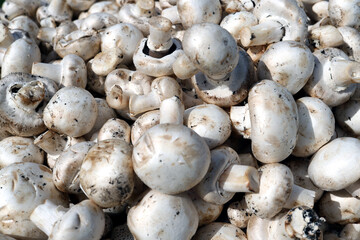 There are a lot of cultivated mushrooms. close-up look at these white mushrooms.