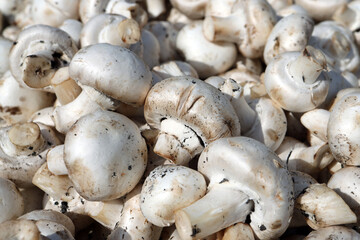 There are a lot of cultivated mushrooms. close-up look at these white mushrooms.