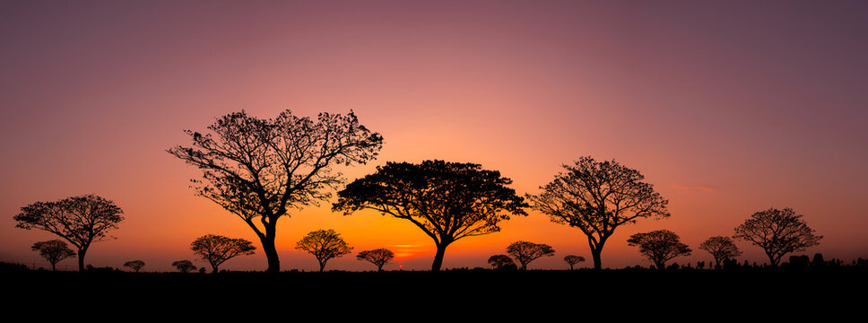 Panorama silhouette tree in africa with sunset.Tree silhouetted against a setting sun.Dark tree on open field dramatic sunrise.Typical african sunset with acacia trees in Masai Mara, Kenya