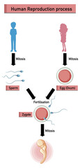 Diagram showing human reproduction process