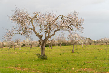 Prunus dulcis Mandelbaum Mandelblüte Mallorca Spanien