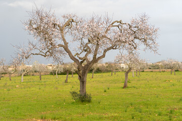 Prunus Dulcis Mandelbaum Mandelblüte Mallorca Spanien