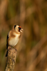 Singing Goldfinch, Carduelis carduelis, perched on tree branch