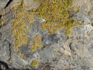 FONDO NATURAL PIEDRA CON MUSGO