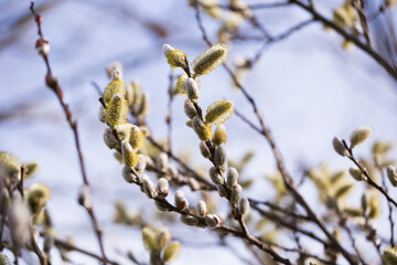 spring shoots on salix branches