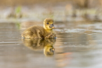 Greylag goose Chick