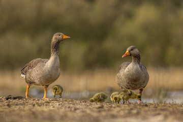 Obraz na płótnie Canvas Greylag goose Family