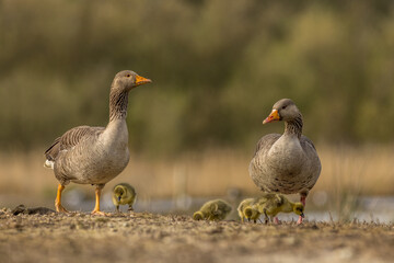Greylag goose Family