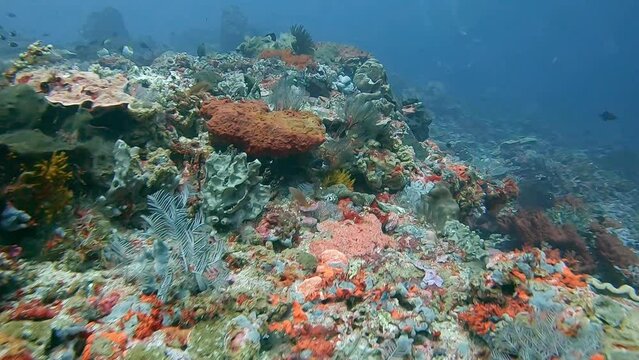 drifting over a stunning hard coral reef in the Bali sea