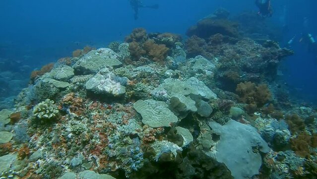 drifting over a healthy hard coral ridge with scuba divers in the background