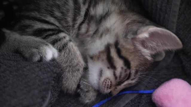 Six week old kitten sleeping and dreaming with twitching feet and ears next to his toy mouse.