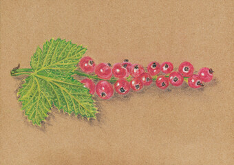 Pastel pensils drawing of red currant branch