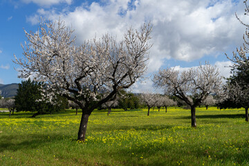 Fototapeta premium Prunus dulcis Mandelbaum Mandelblüte Mallorca Spanien