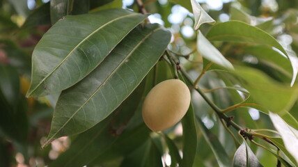 Unripe Marian plum on its tree with leaves